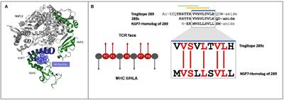 A SARS-CoV-2 NSP7 homolog of a Treg epitope suppresses CD4+ and CD8+ T cell memory responses